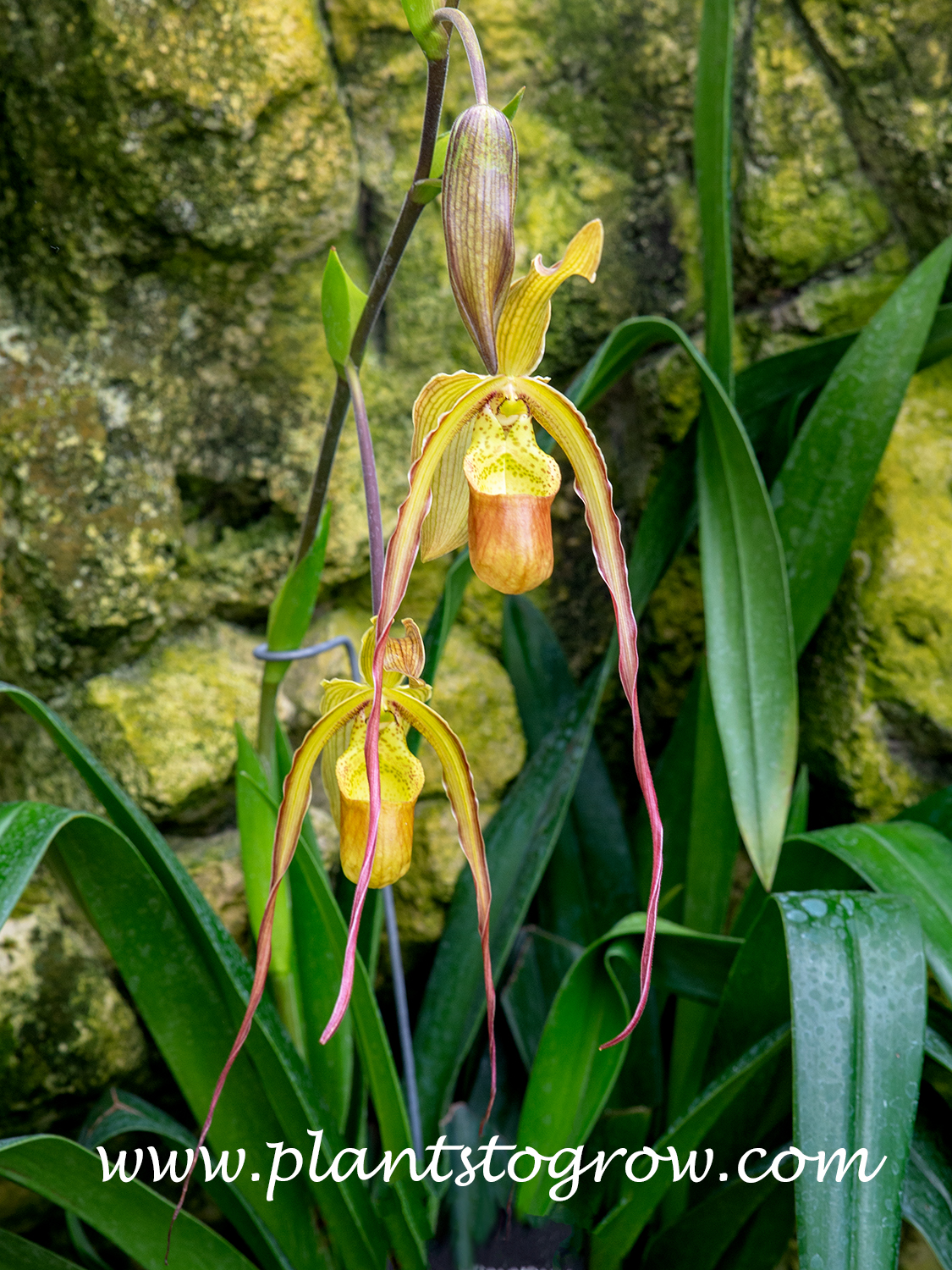Slipper Orchids (Phragmipedium) 
The long lateral petals hang down from the flower.